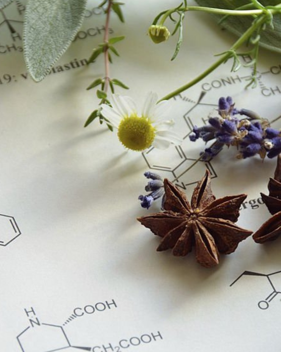Chapter One: The Invisible Language of Plants