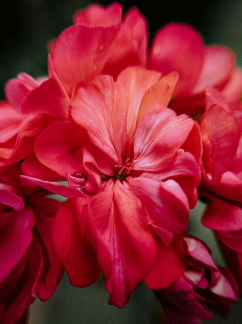 Egyptian Geranium