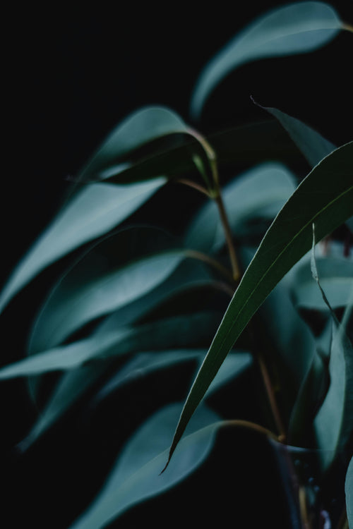 Eucalyptus