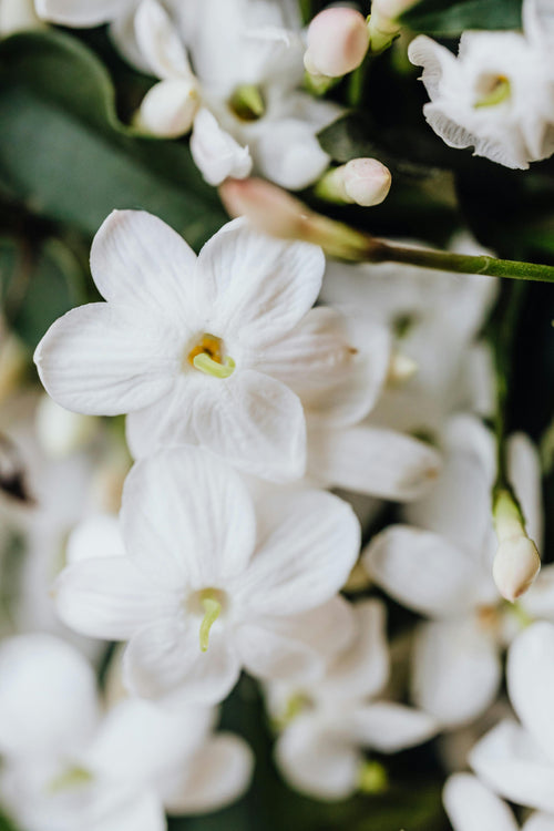 Jasmine