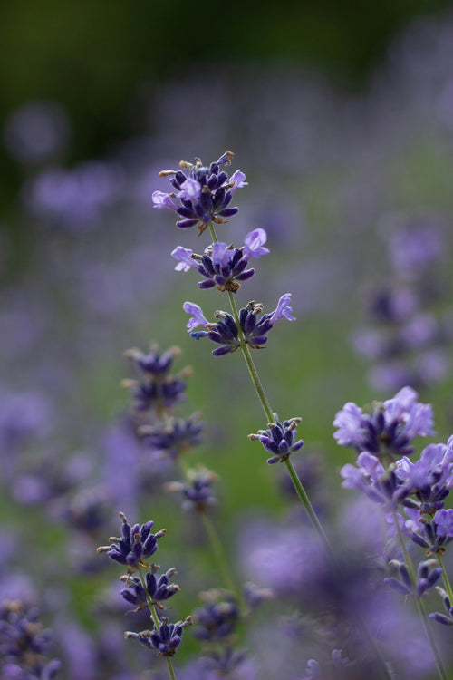 Lavender