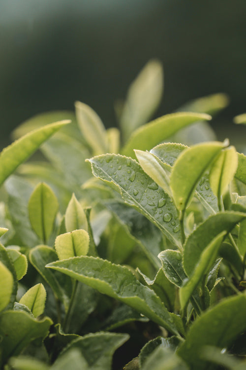Tea Tree