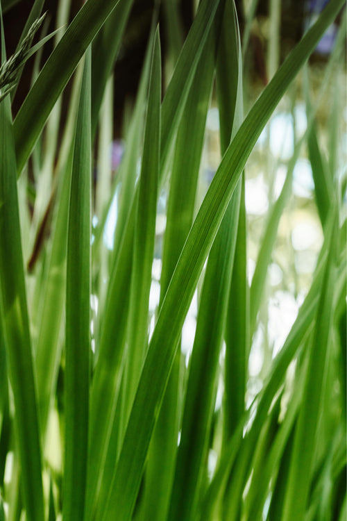 Vetiver
