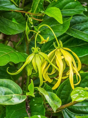 Ylang-ylang